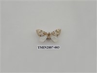 藏品(尺蛾616)的圖片